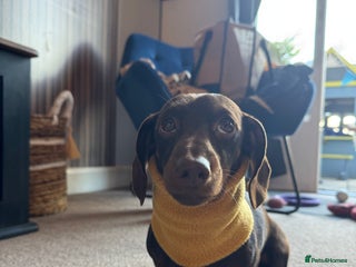 Miniature Dachshund dogs **Urgent** - Advert 1