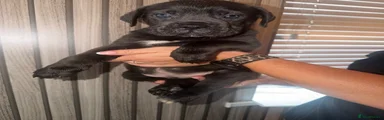 Cane Corso 1