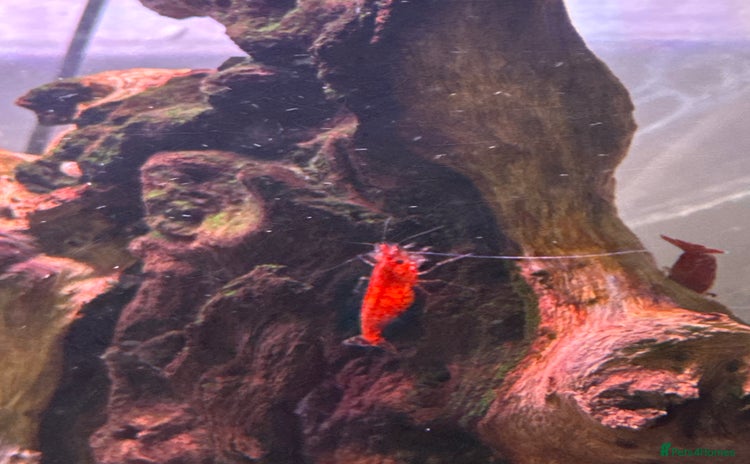 Shrimps fish - Advert 1