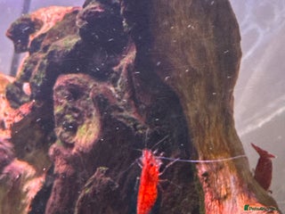 Shrimps fish - Advert 30