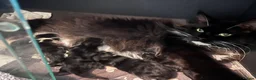 Maine Coon cats for sale: Tuxedo Maine coon kittens  - Advert 8