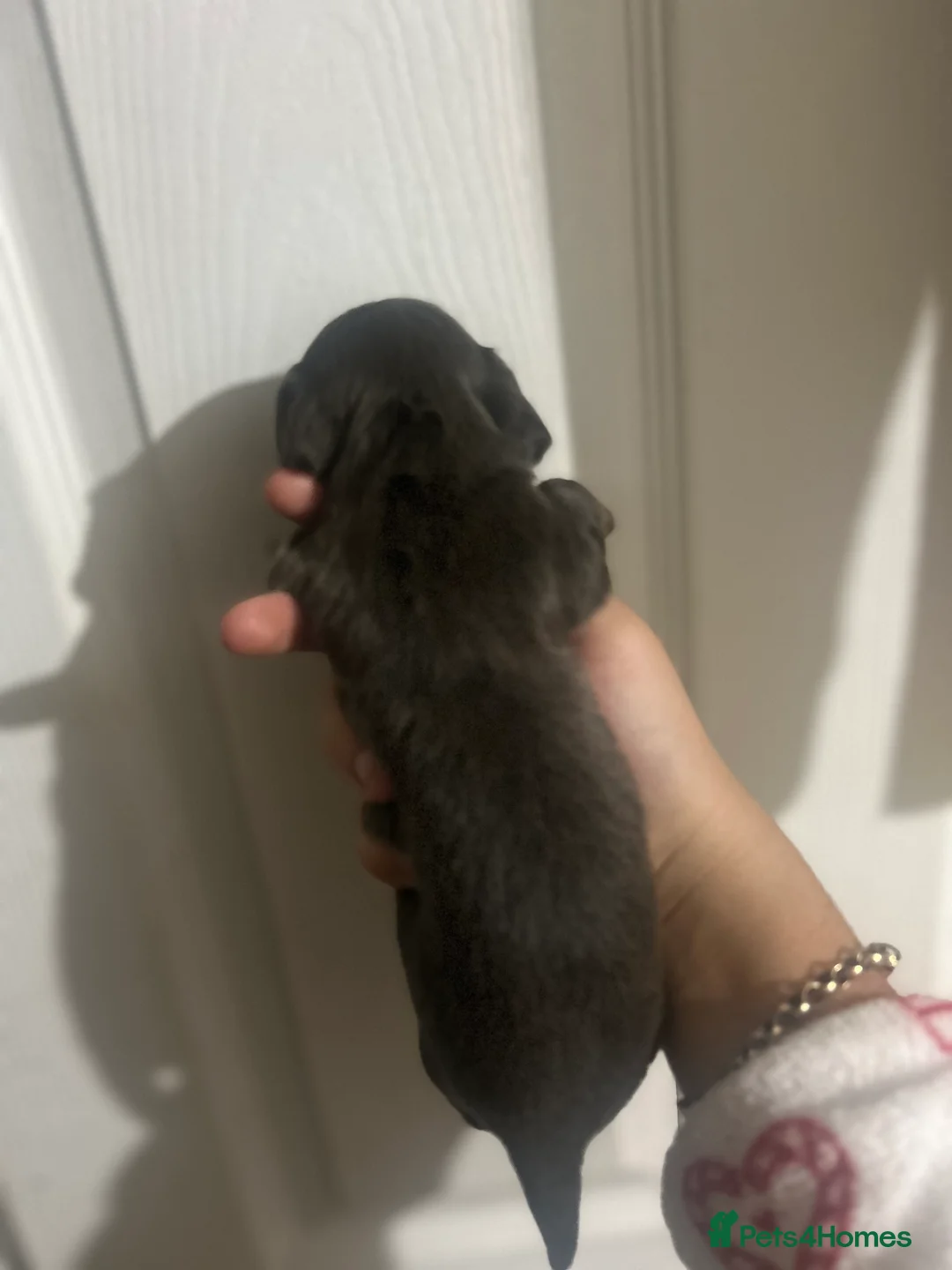 Dachshund dogs for sale: Dachshund puppies - Advert 5