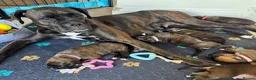 Boxer dogs for sale: KC Registered Boxer Puppies – Ready to Reserve - Advert 12