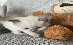 Ragdoll cats for sale: GCCF Ragdoll Kittens - Image 22