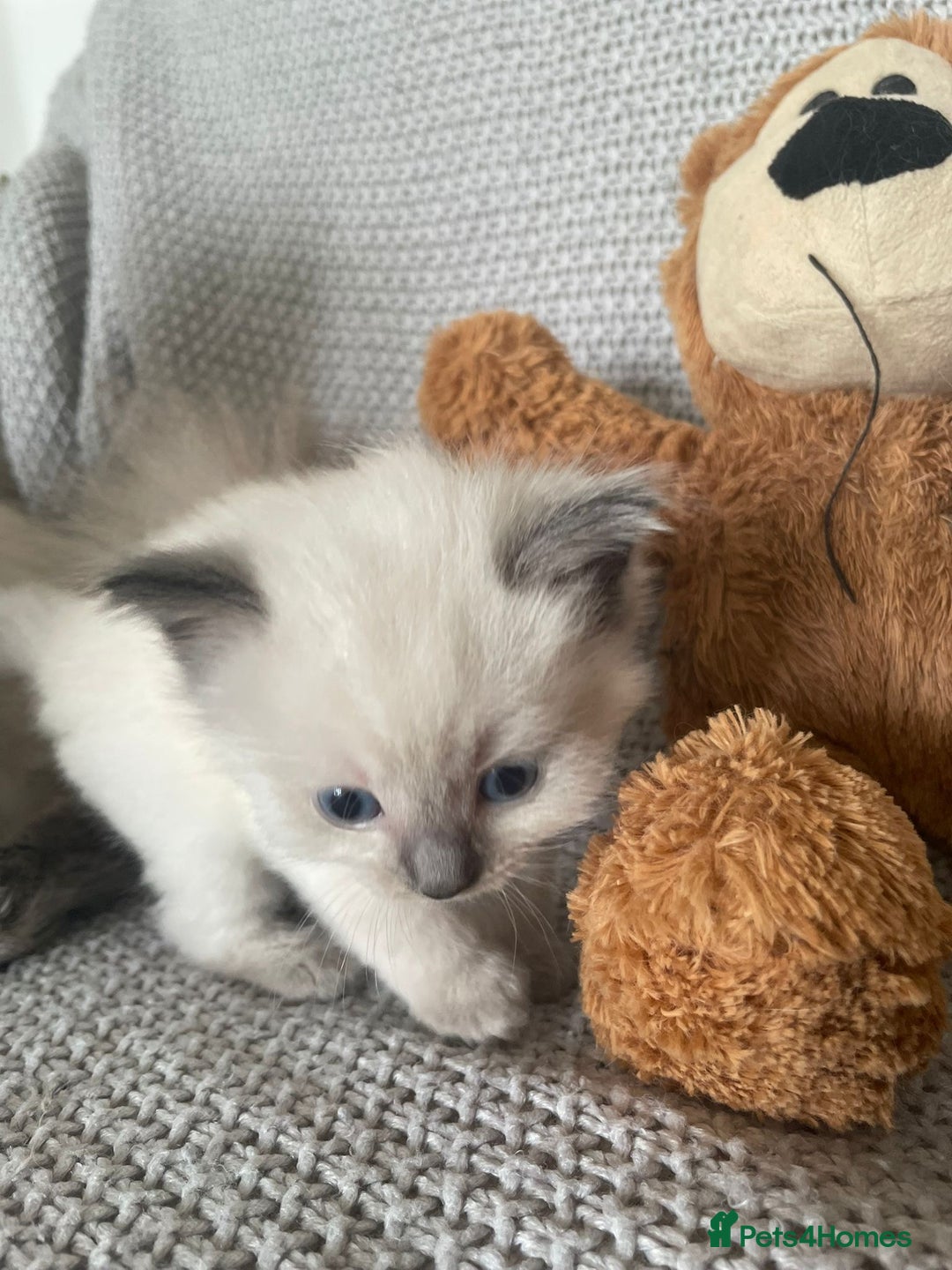 Ragdoll cats for sale: GCCF Ragdoll Kittens - Image 22
