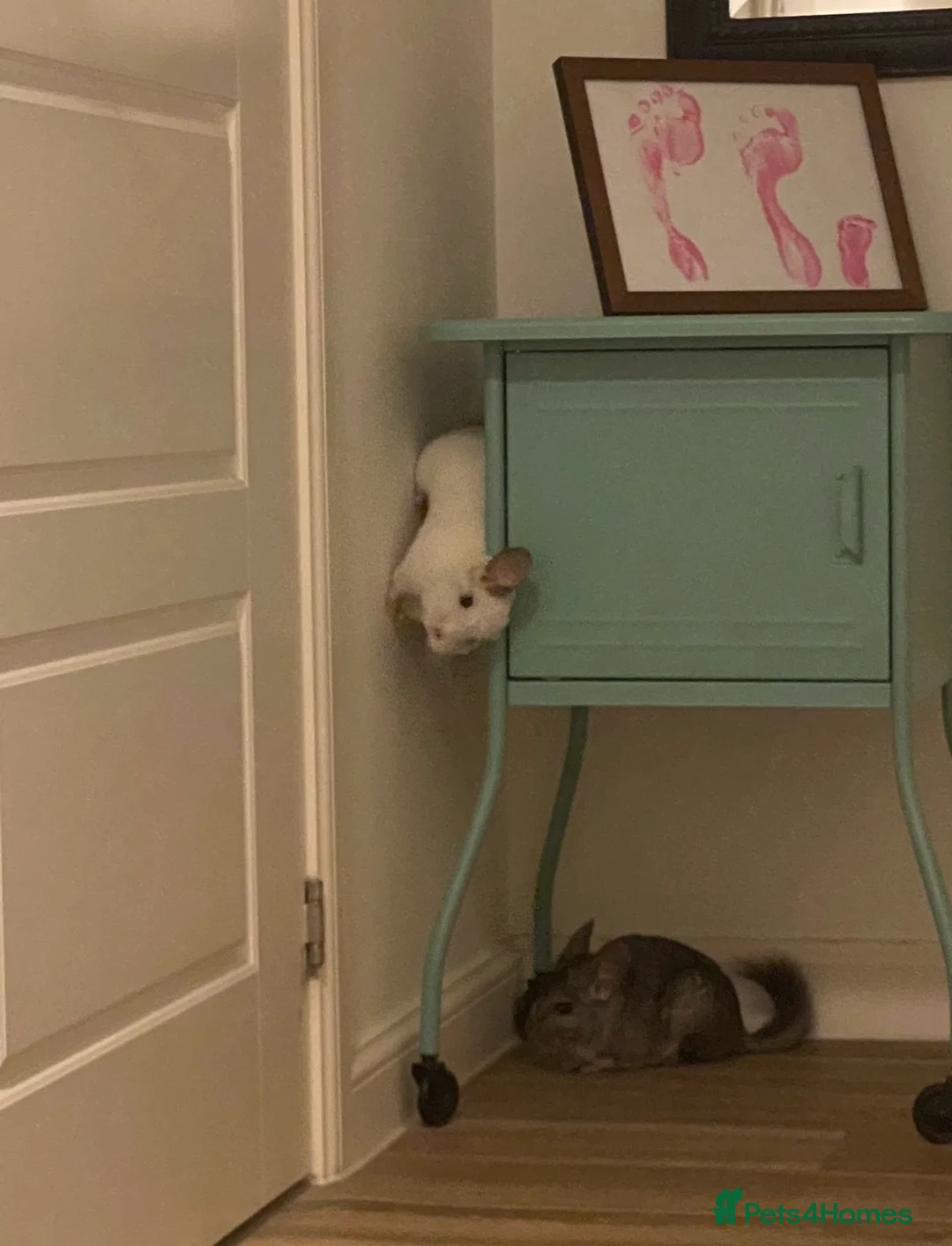 Chinchilla rodents for sale: Salt & Pepper - Advert 8