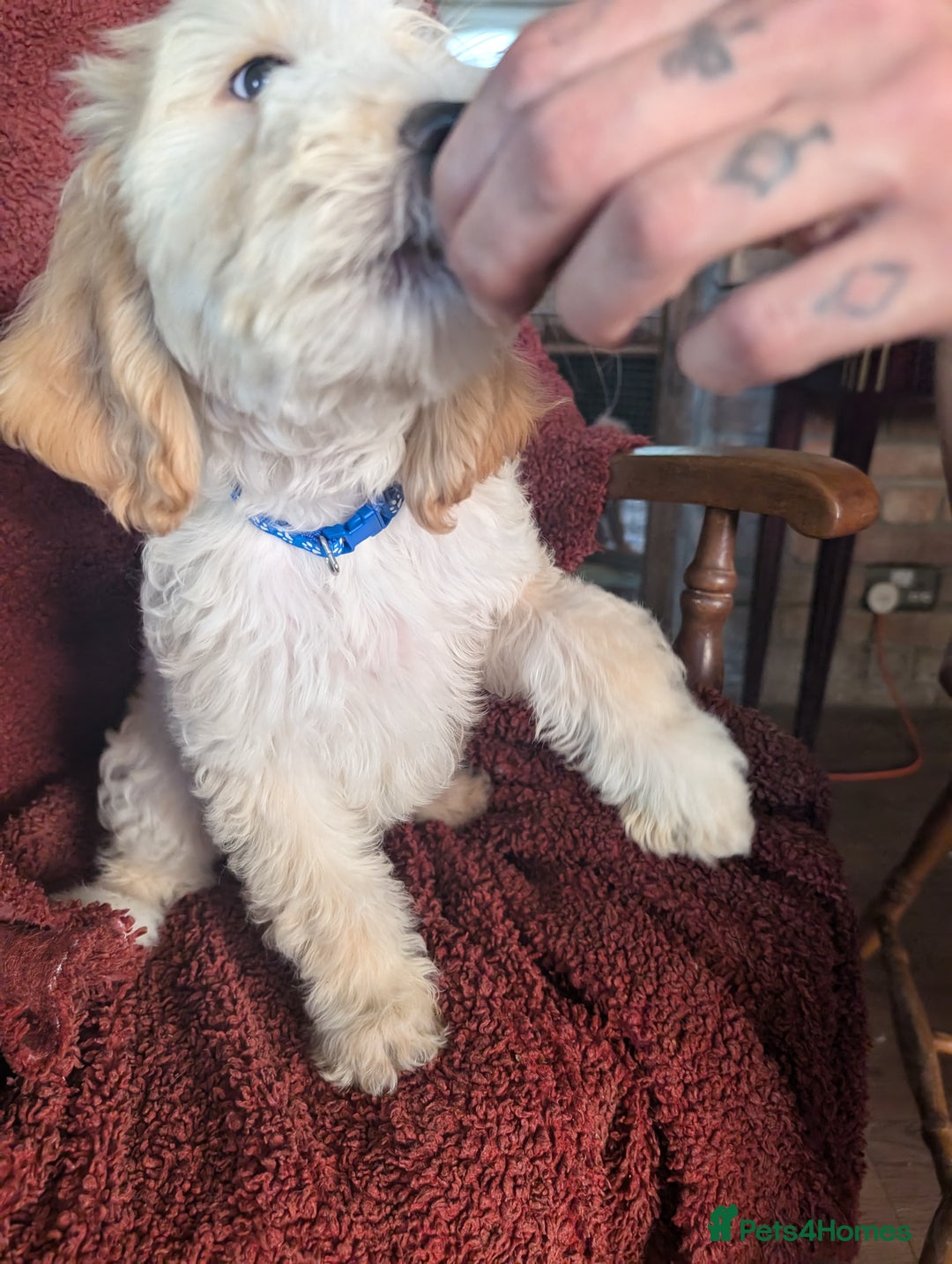 Cockapoo dogs for sale: Cockapoo x - Image 6