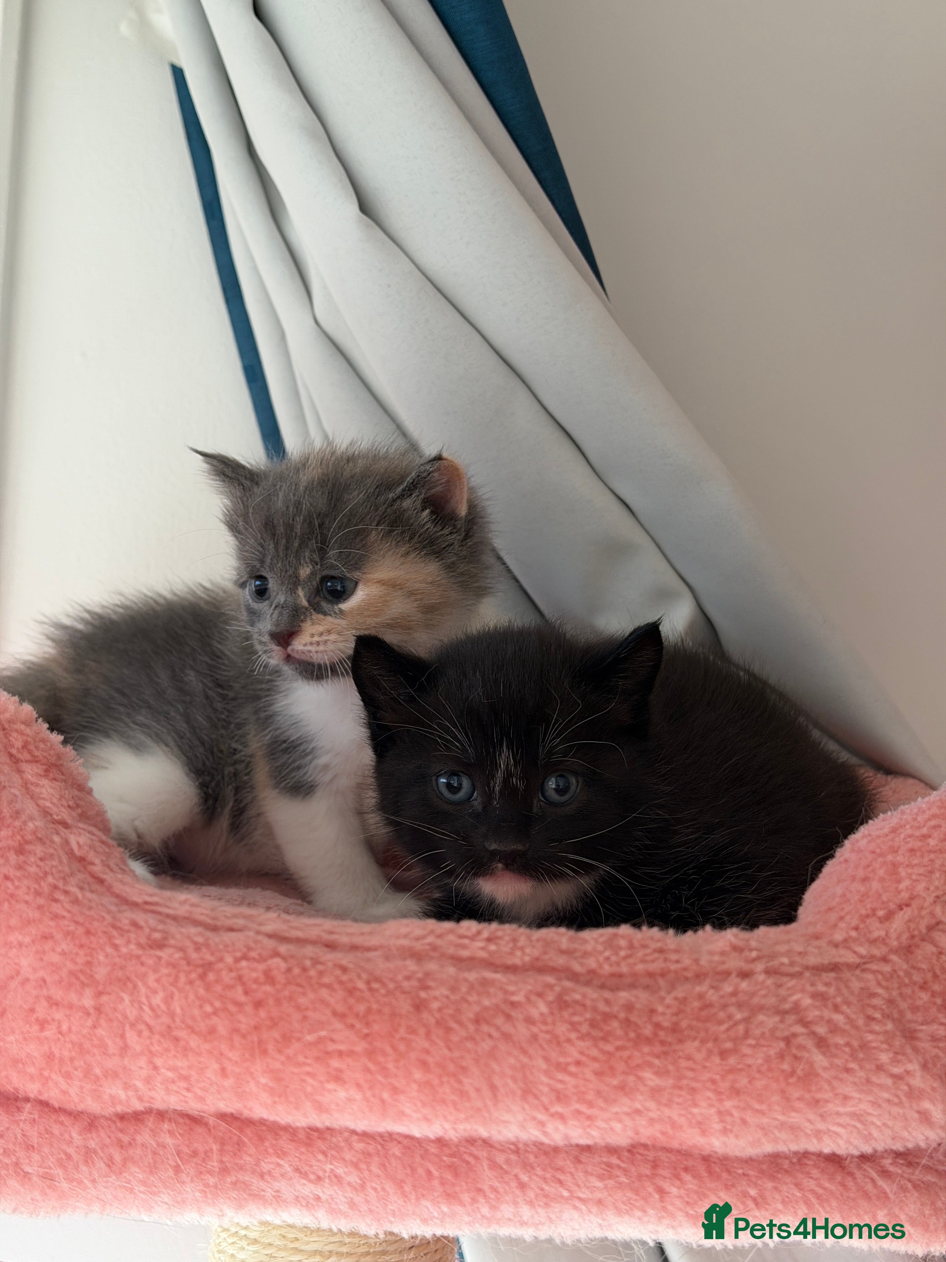 British Shorthair cats Looking for new home!!! - Advert 10