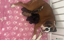 Boxer dogs for sale: Beautiful boxer puppies available  - Image 11
