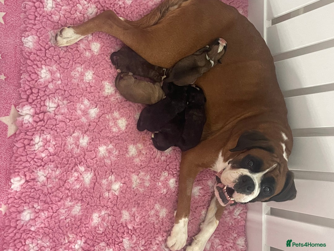 Boxer dogs for sale: Beautiful boxer puppies available  - Image 11
