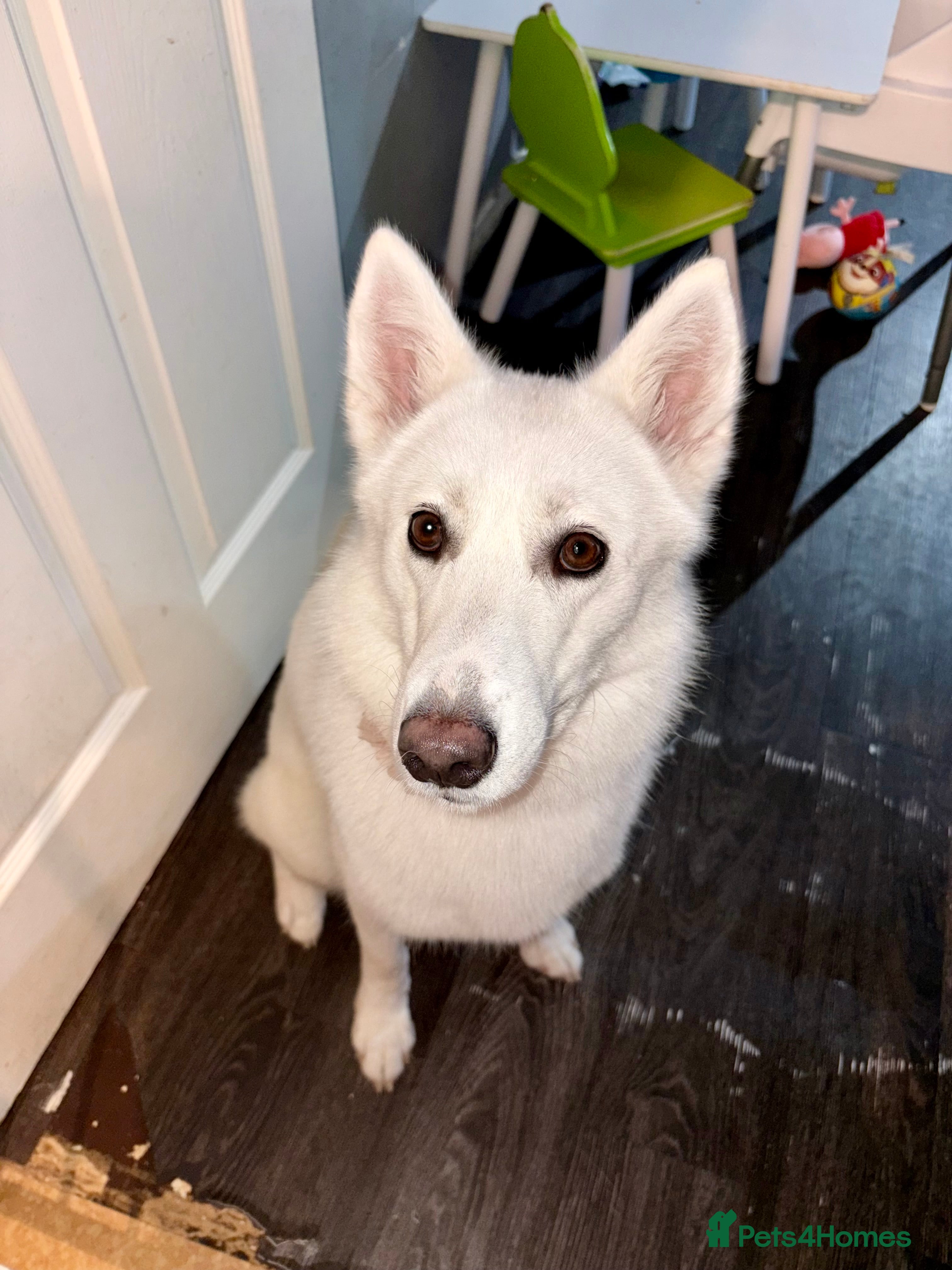 Siberian Husky dogs Siberian husky (female) 1 year old - Advert 18