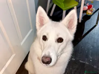 Siberian Husky dogs Siberian husky (female) 1 year old - Advert 18