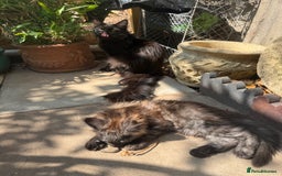 Maine Coon cats for sale: Stunning Black Smoke TiCA kittens  - Image 34