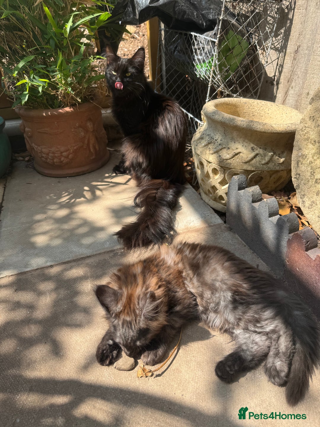 Maine Coon cats for sale: Stunning Black Smoke TiCA kittens  - Image 34