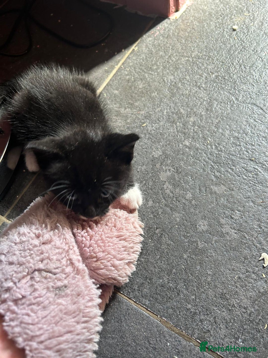 Mixed Breed cats for sale: Kittens for sale - Image 17