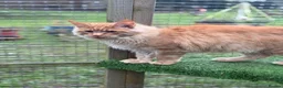 Maine Coon cats for sale: Exceptional Maine Coon - Advert 3