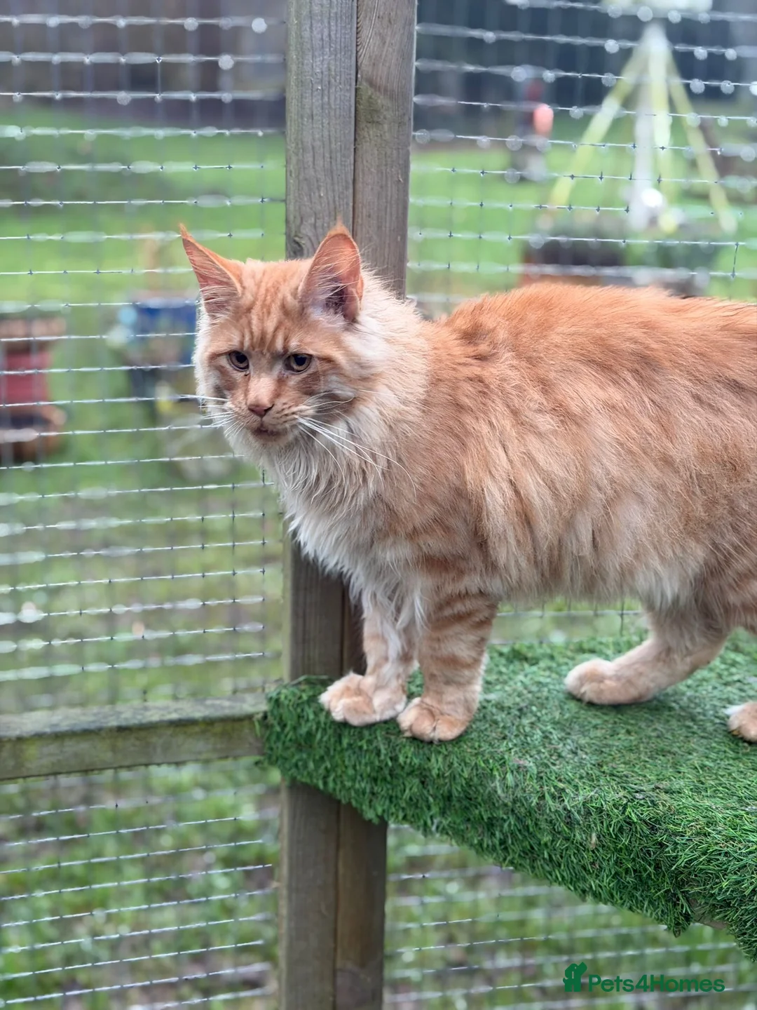 Maine Coon cats for sale: Exceptional Maine Coon - Advert 3