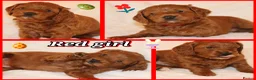 Cavapoo dogs for sale: ⭐️Deep Red Cavapoo Puppies🐾🐶 READY NOW - Advert 22