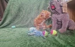 Maine Coon cats for sale: Planned summer babies looking for forever homes - Image 10