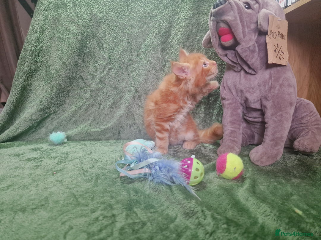Maine Coon cats for sale: Planned summer babies looking for forever homes - Image 10