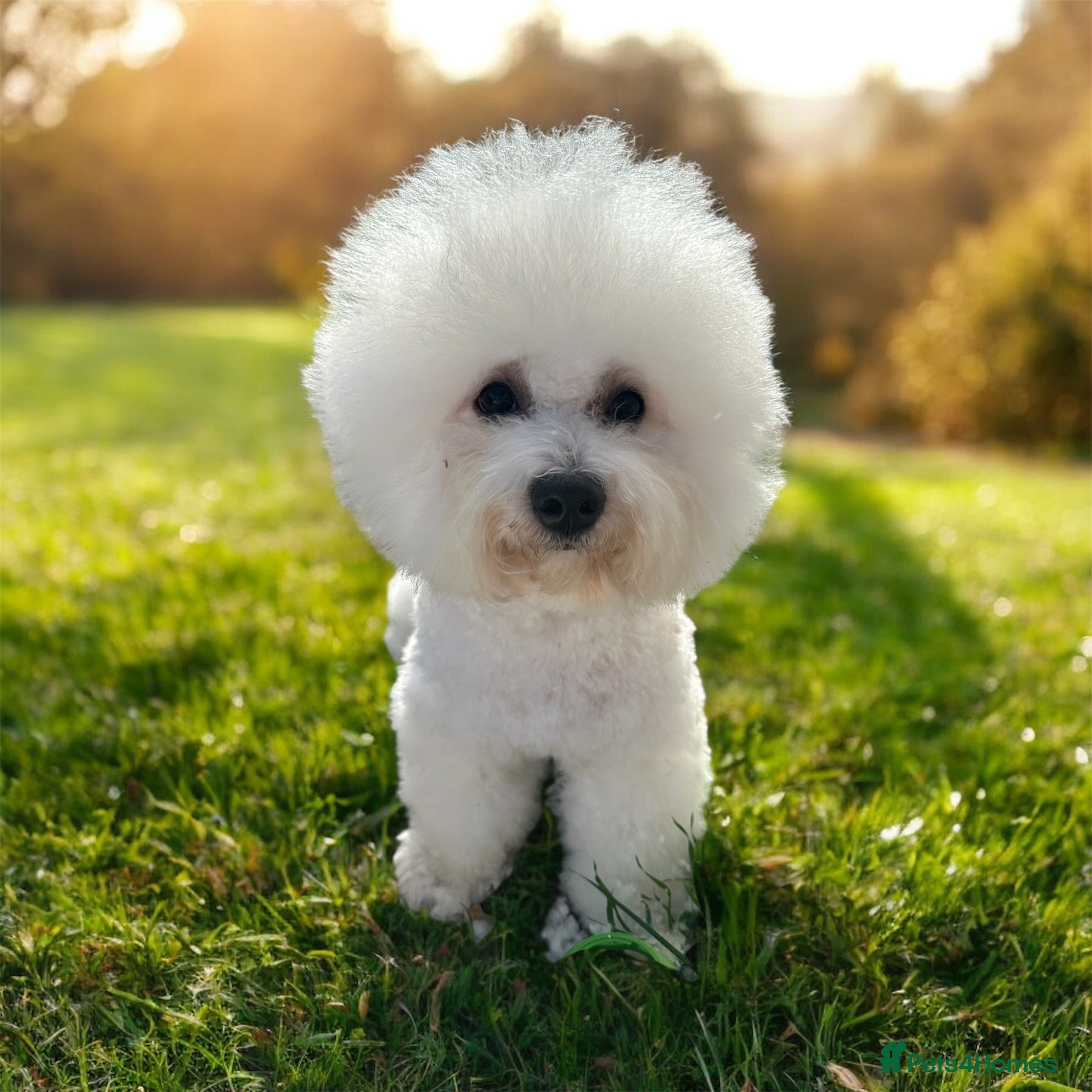 Bichon Frise dogs Stud KC registered Bichon Frise - Advert 5