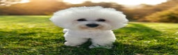 Bichon Frise dogs for stud: Stud KC registered Bichon Frise - Advert 3