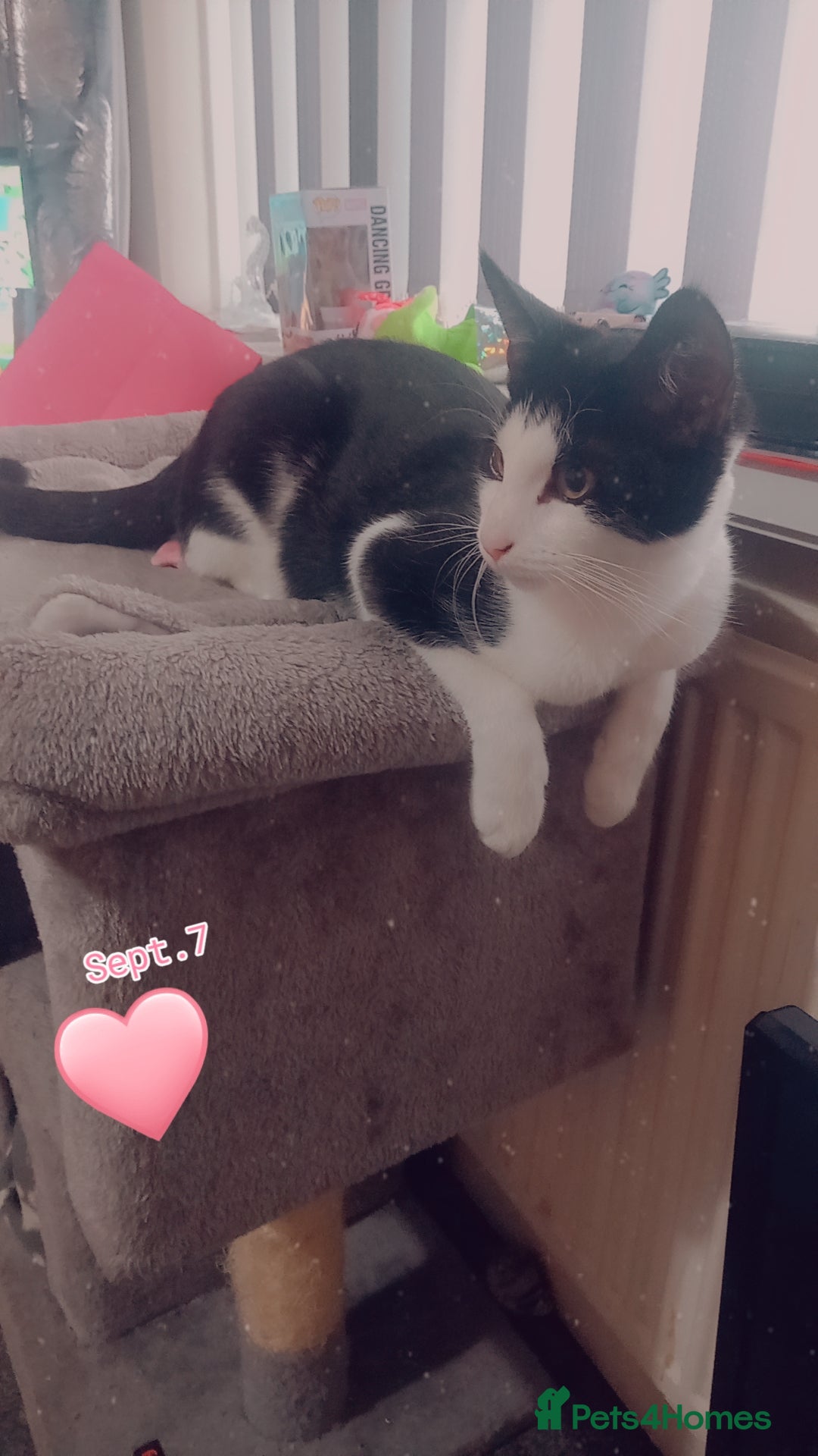 Mixed Breed cats for sale: 6month old Male black and White Kitten - Image 4