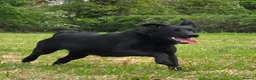 Labrador Retriever dogs for sale: 2 Year Old Female Lab  - Advert 4