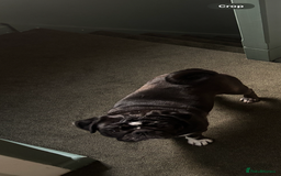 Pug dogs for sale: Female pug  - Advert 2