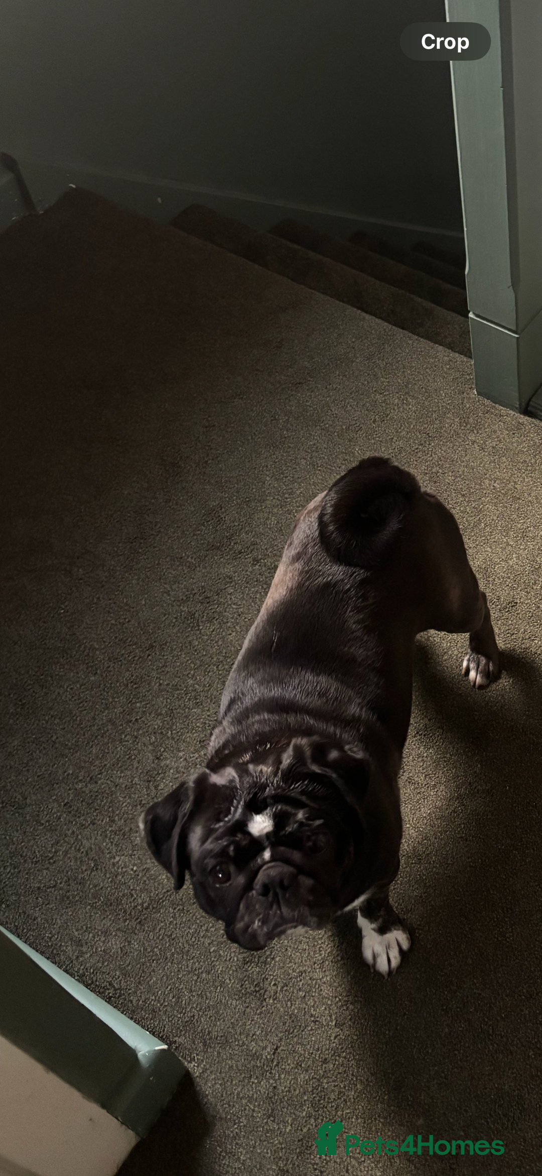 Pug dogs for sale: Female pug  - Advert 2