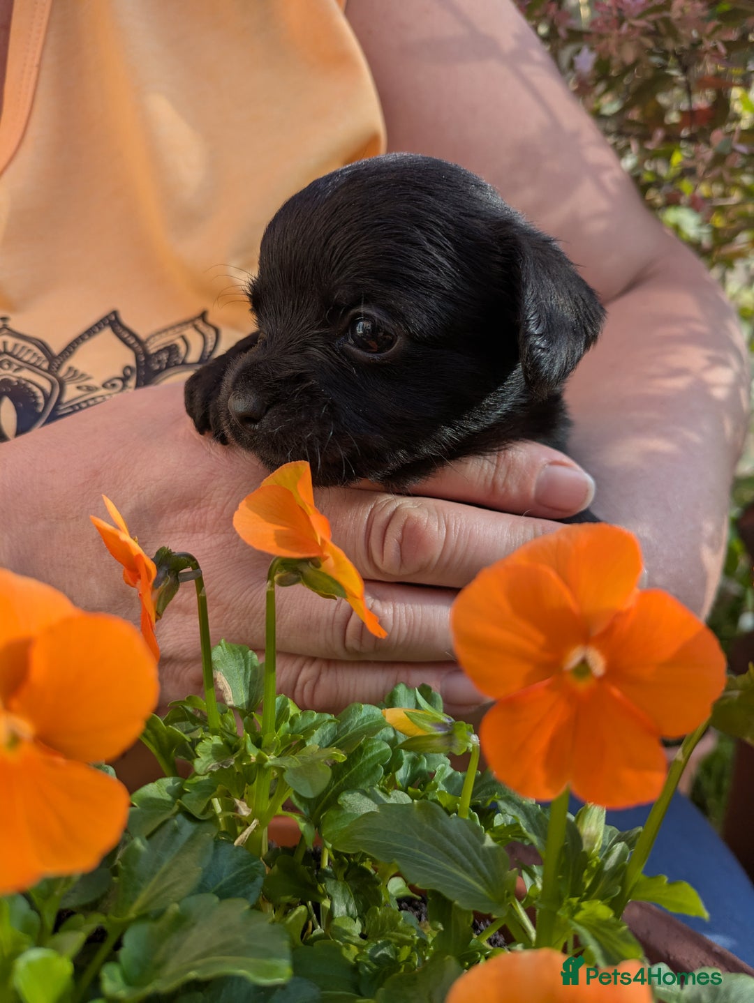 Chipoo dogs for sale: Health tested, non shed chipoos - Image 23