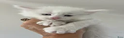 Maine Coon cats for sale: Maine Coon boy - Advert 2