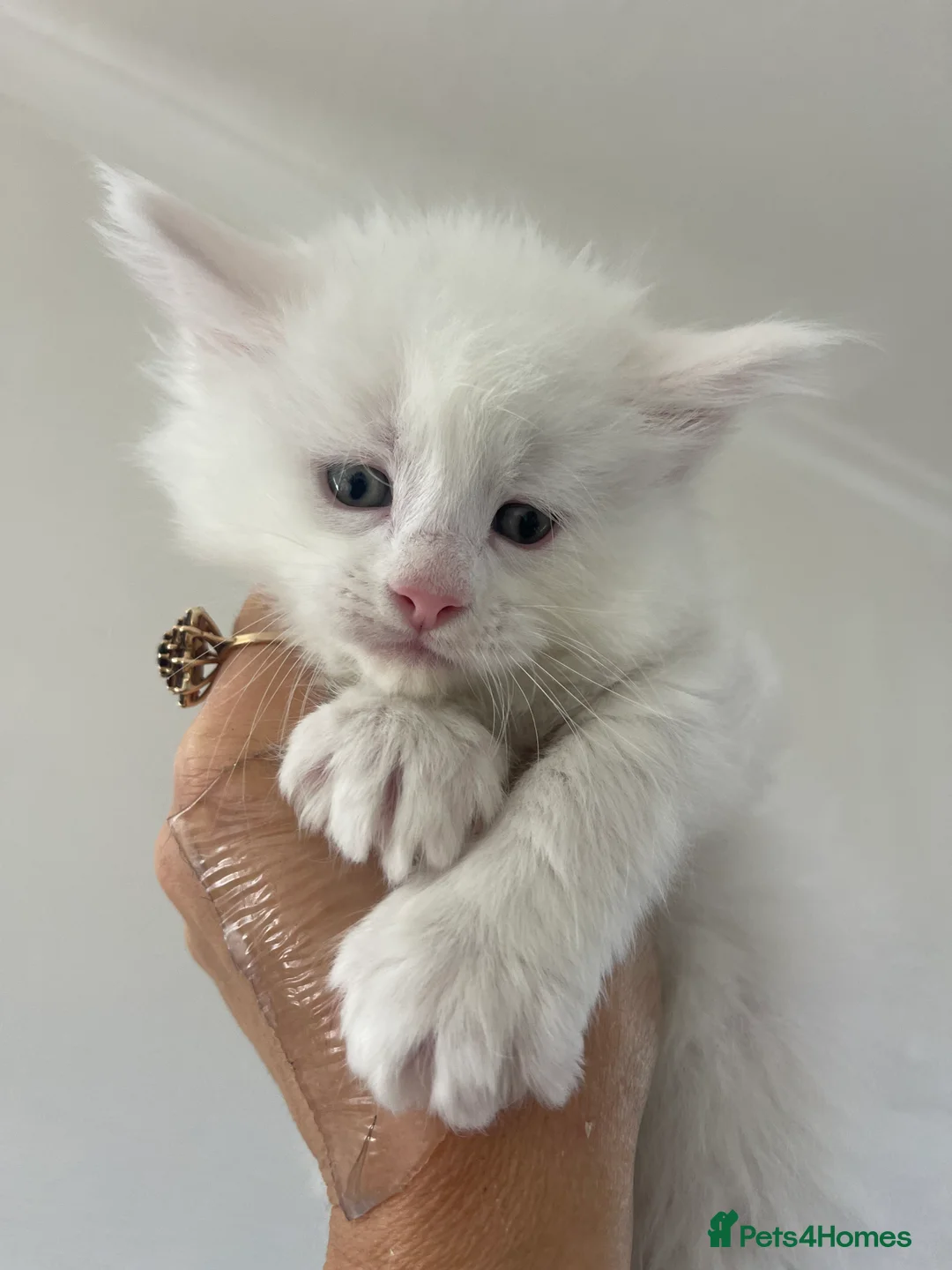 Maine Coon cats for sale: Maine Coon boy - Advert 2