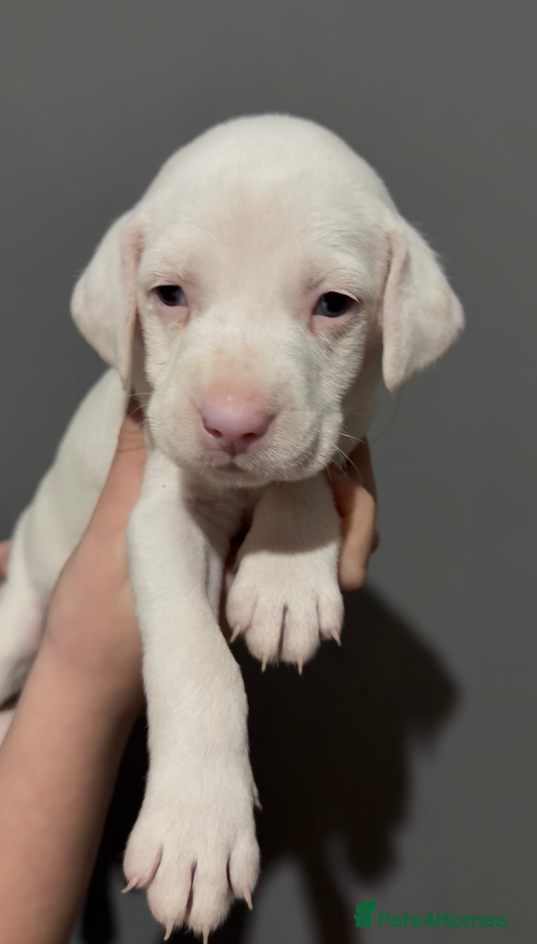 Dalmatian dogs for sale: Beautiful Dalmatian Puppies - Advert 6