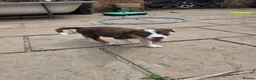 Border Collie dogs for sale: Border collie pups  in Leicester - Advert 8