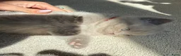 Scottish Fold cats for sale: 🐾 Adorable Scottish Straight 🐾 - Advert 6