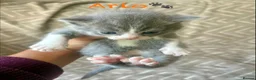 Mixed Breed cats for sale: British Blue/Silver Tabby Babies - Advert 7