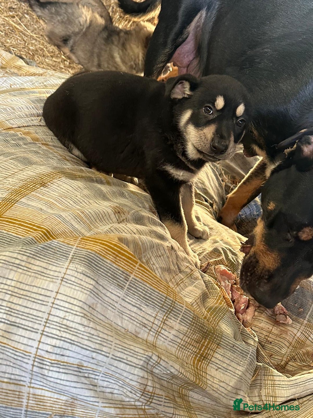 German Shepherd dogs for sale: German Shepard puppies - Advert 6