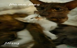 Oriental cats for sale: Beautiful GCCF registered Oriental Longhair girls - Image 3