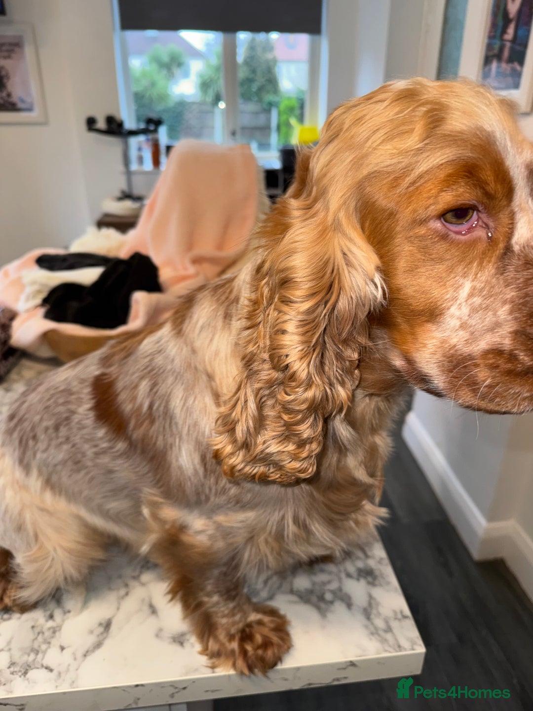 Cocker Spaniel dogs for sale: Girl Orange roan stunning cocker spaniel  - Advert 2