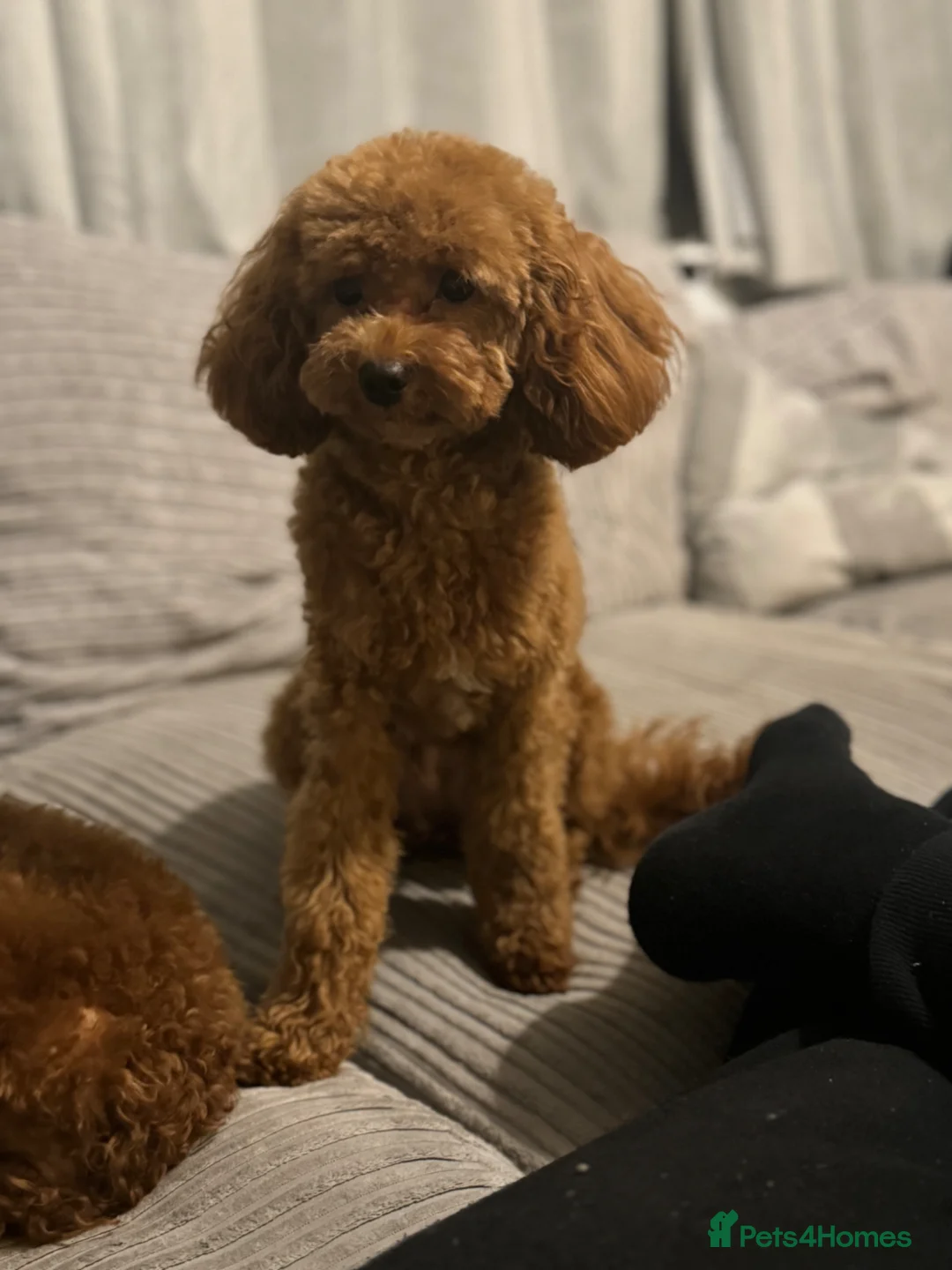 Cavapoo dogs for sale: Two beautiful Fox Red Cavapoo pups in Canterbury - Advert 2