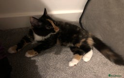 Domestic Shorthair cats for sale: 5 cats available - Image 5