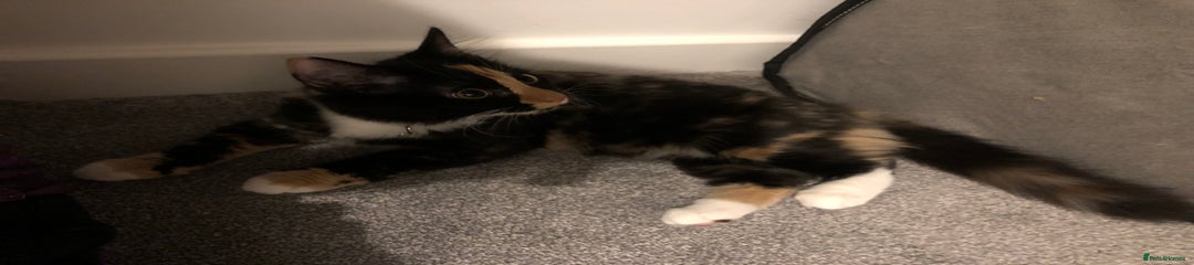 Domestic Shorthair Kitten 5