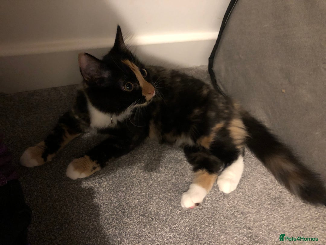 Domestic Shorthair cats for sale: 5 cats available - Image 5