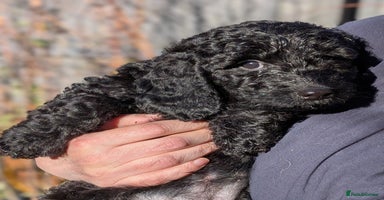 Australian Labradoodle dogs - Advert 28