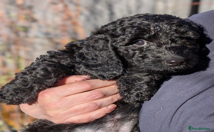 Australian Labradoodle dogs - Advert 1