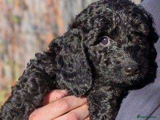 Australian Labradoodle dogs - Advert 5