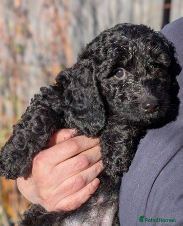 Australian Labradoodle dogs - Advert 1