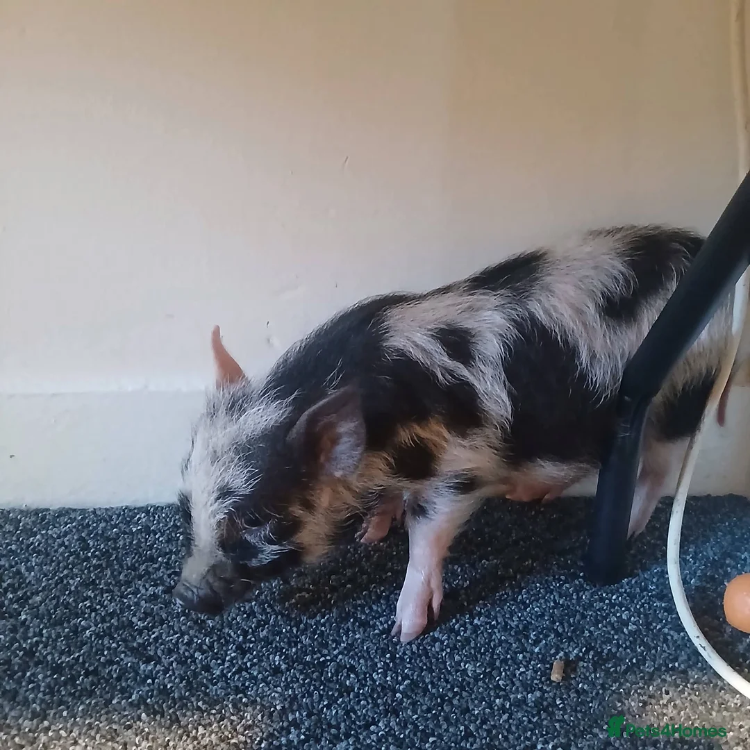 Pig livestock for sale: Micro pig for sale in Knighton - Advert 2