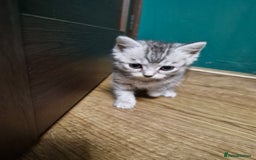 Scottish Fold cats for sale: Scottish fold kittens with straight ears - Advert 9